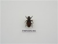 藏品(台灣跗花金龜)的圖片